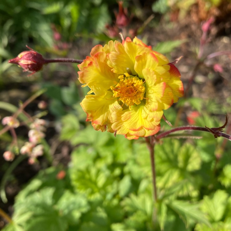 Plant image Geum 'Tequila Sunrise'