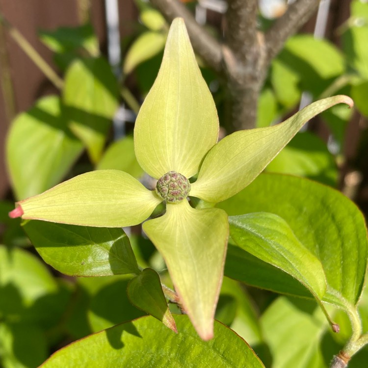 Plant image Cornus kousa 'China Girl'