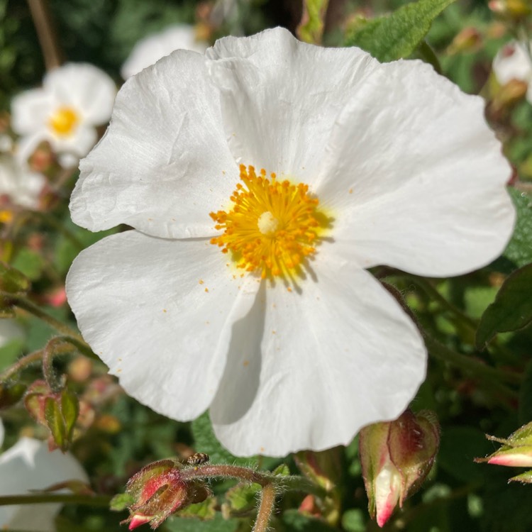 Plant image Cistus x cyprius var. ellipticus 'Elma'