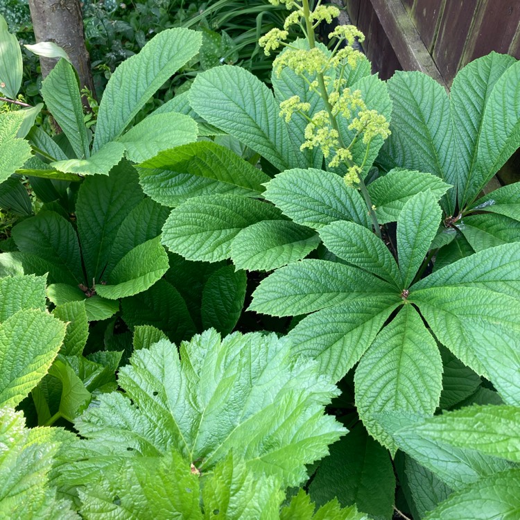 Plant image Rodgersia pinnata 'Superba'