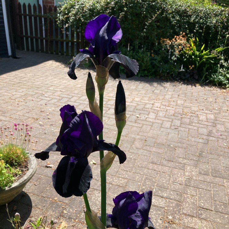 Plant image Iris x germanica 'Deep Black'