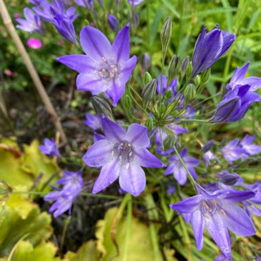 Triteleia syn. Brodiaea candida ;  Brodiaea laxa