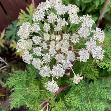 Selinum wallichianum syn. Selinum tenuifolium .