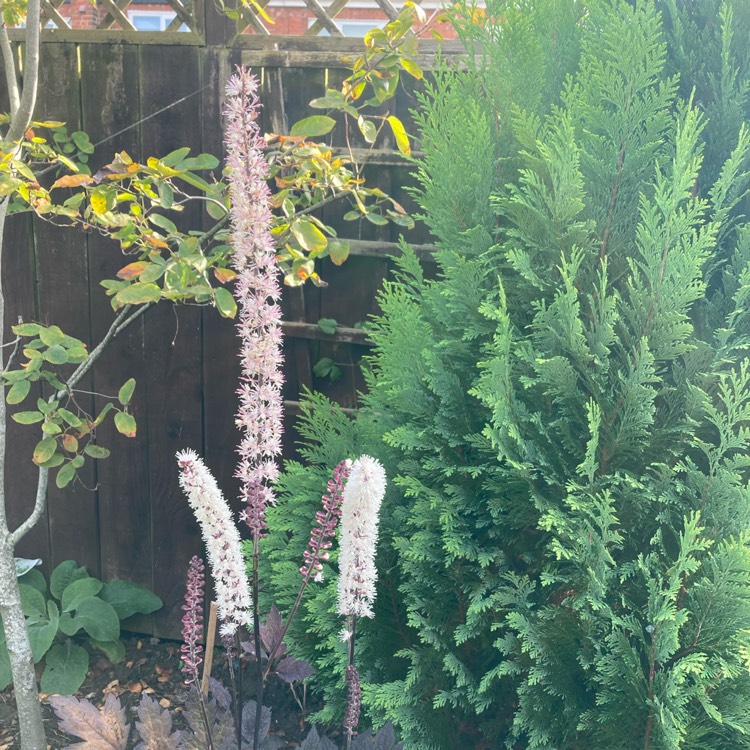 Plant image Actaea simplex 'Chocoholic' syn. Cimicifuga 'Chocoholic'