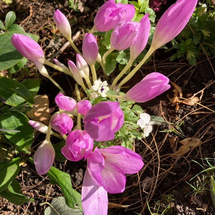 Plant image Colchicum speciosum