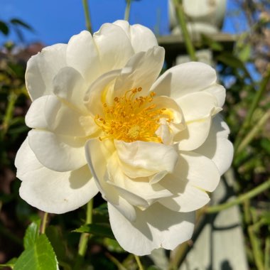 Rosa 'Direktor Benschop' syn. Rosa 'City Of York'