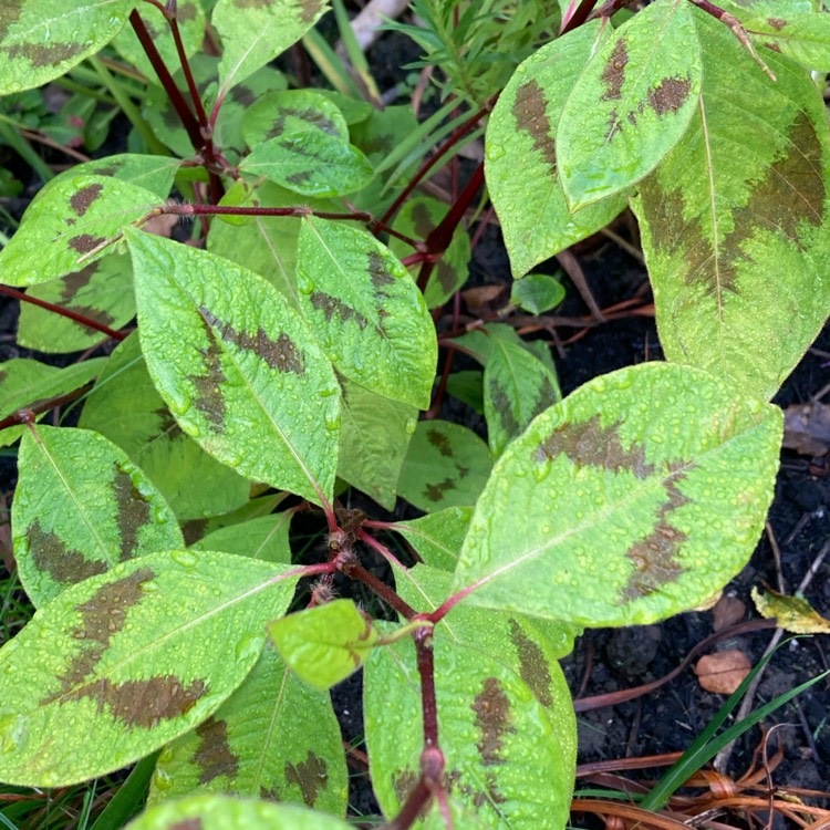 Plant image Persicaria neofiliformis