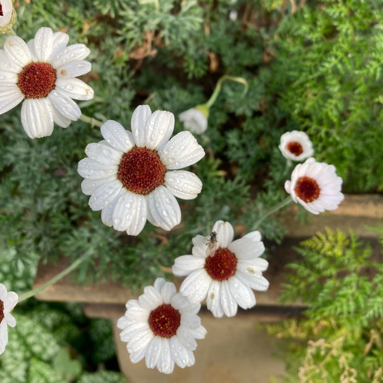 Plant image Rhodanthemum 'Casablanca' (Atlas Daisy Series)