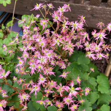 Saxifraga fortunei