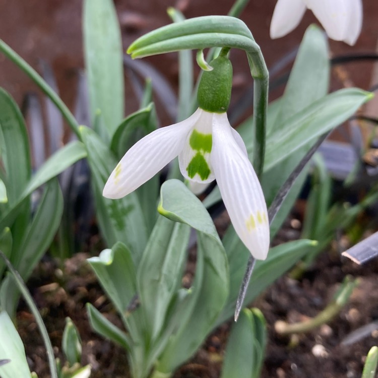 Plant image Galanthus 'Snow Fox'