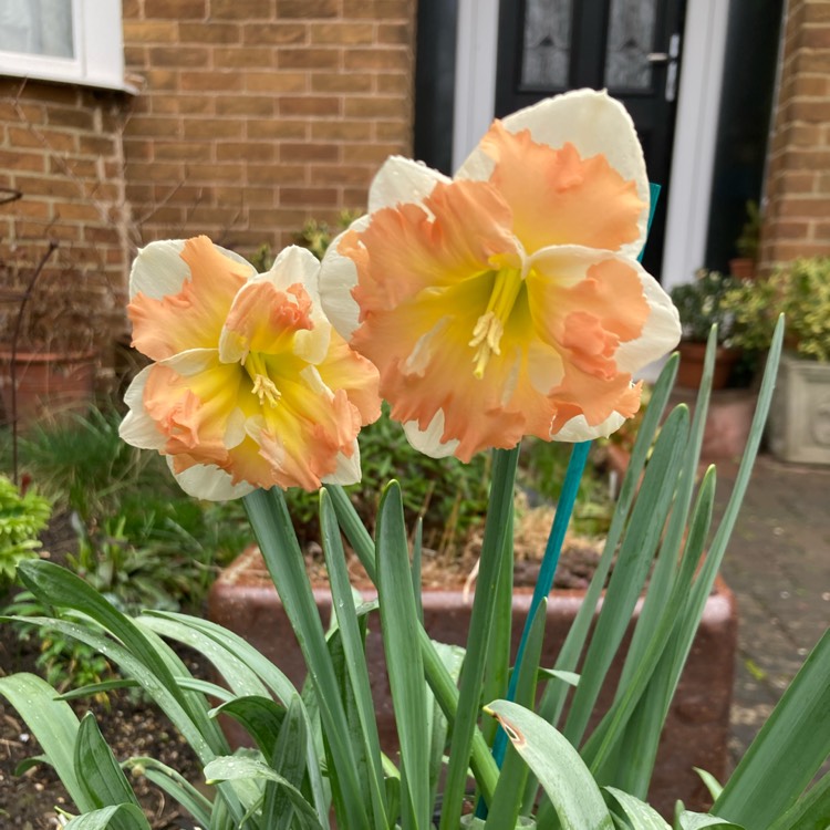 Plant image Narcissus 'Apricot Whirl'