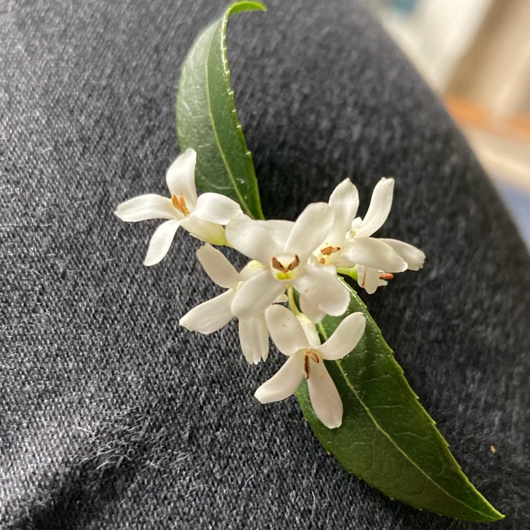 Plant image Osmanthus x burkwoodii