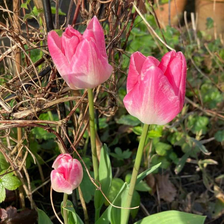 Plant image Tulipa 'Shirley'