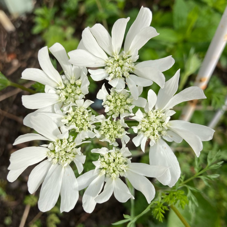 Plant image Orlaya Grandiflora