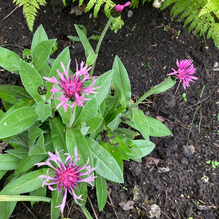 Plant image Centaurea montana