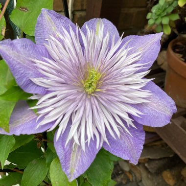 Clematis 'Crystal Fountain'™ evipo038