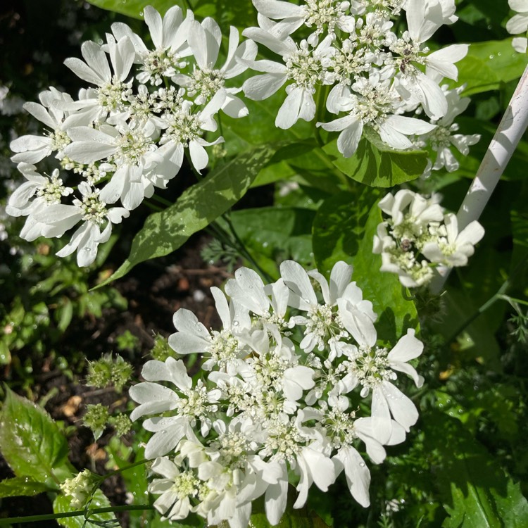 Plant image Orlaya Grandiflora