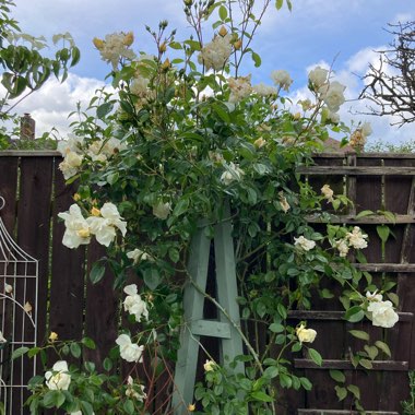 Rosa 'Direktor Benschop' syn. Rosa 'City Of York'