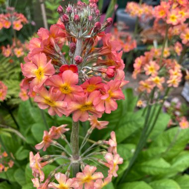 Primula Candelabra Hybrids