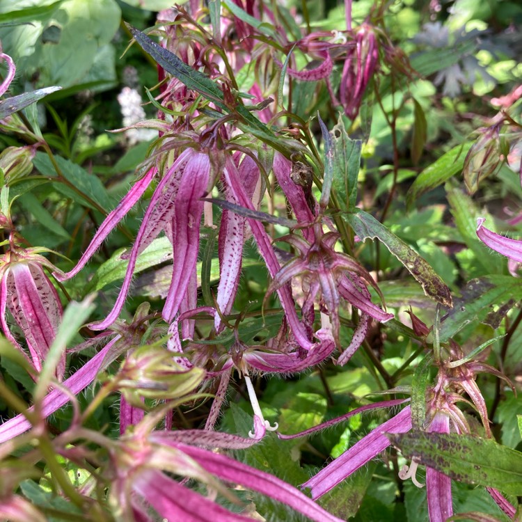 Plant image Campanula 'Pink Octopus'