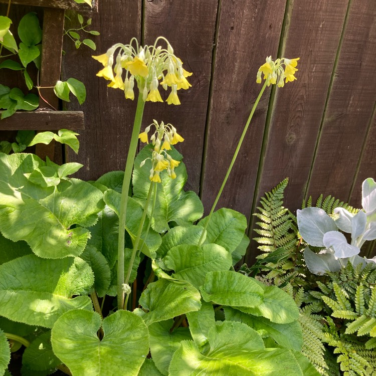 Plant image Primula florindae