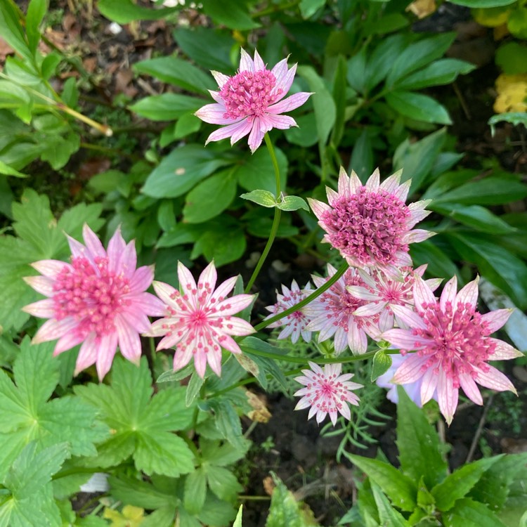 Plant image Astrantia 'Roma' syn. Astrantia major 'Roma'