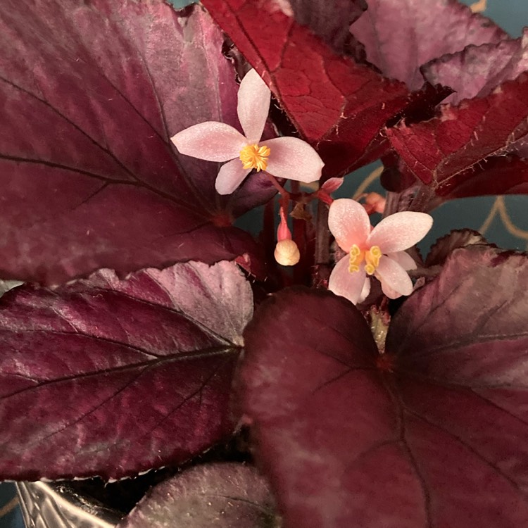 Plant image Begonia (Rex Cultorum Group) 'Flamenco' syn. Begonia rex 'Flamenco'