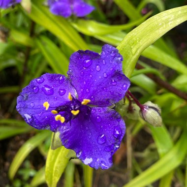 Tradescantia (Andersoniana Group) 'Sweet Kate'