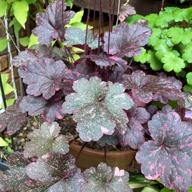 Heuchera 'Midnight Rose'