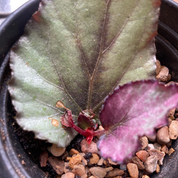 Plant image Begonia (Rex Cultorum Group) 'Flamenco' syn. Begonia rex 'Flamenco'