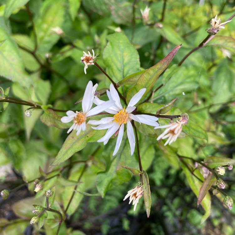 Plant image Aster divaricatus