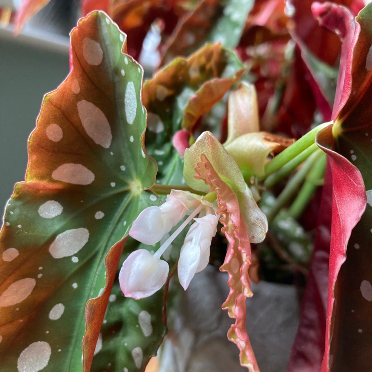 Plant image Begonia Maculata 'Wightii'