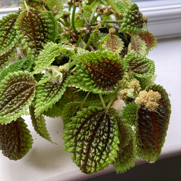 Plant image Pilea involucrata 'Moon Valley'