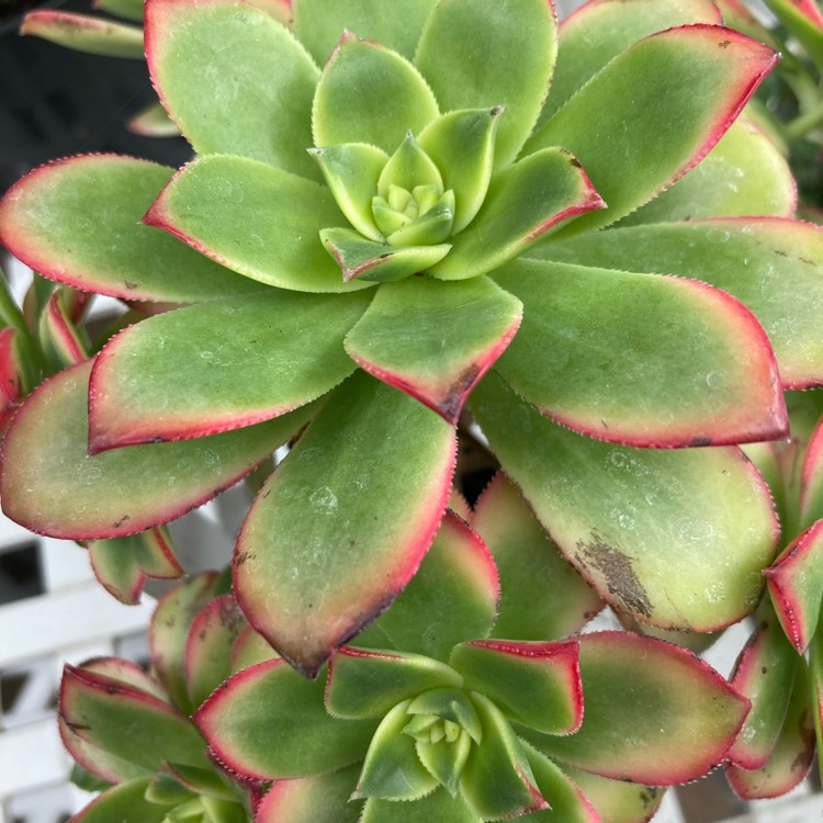 Plant image aeonium haworthii variegated 