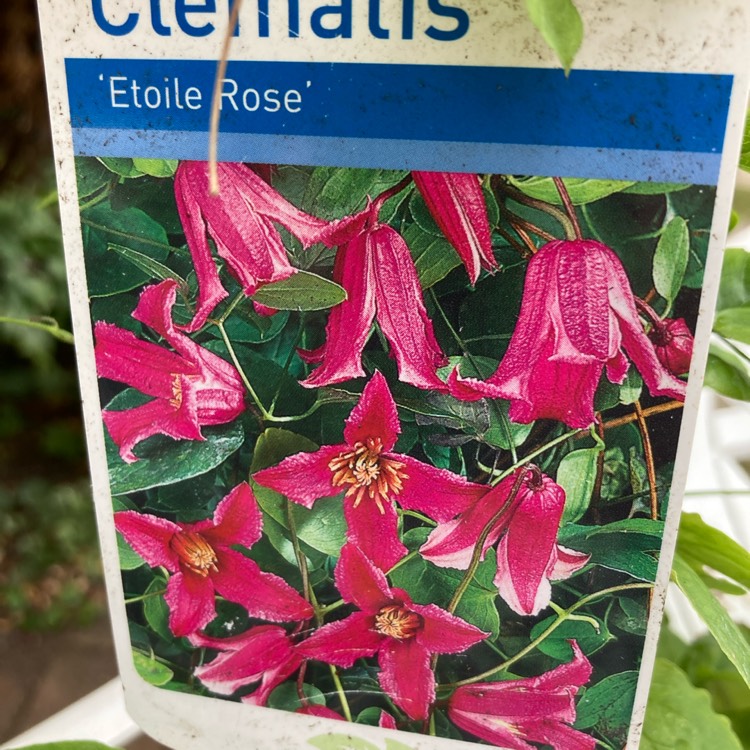 Plant image Clematis texensis 'Etoile Rose'