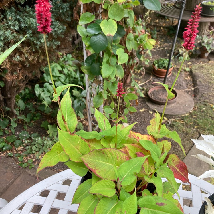 Plant image Persicaria amplexicaulis 'Blackfield'