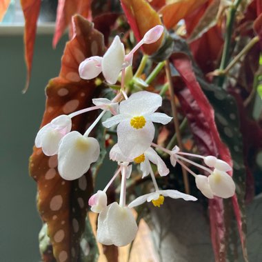 Begonia Maculata 'Wightii'