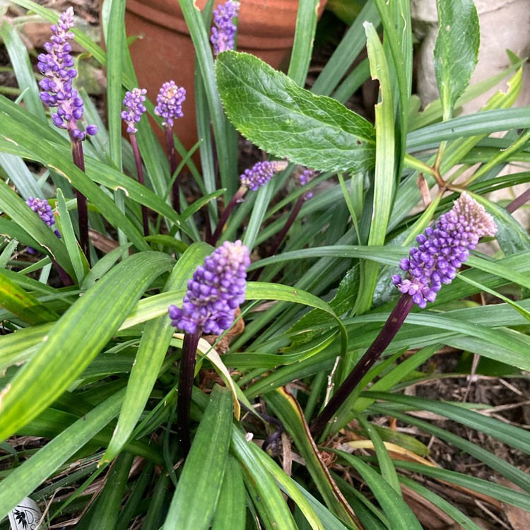 Plant image Liriope muscari 'Royal Purple'