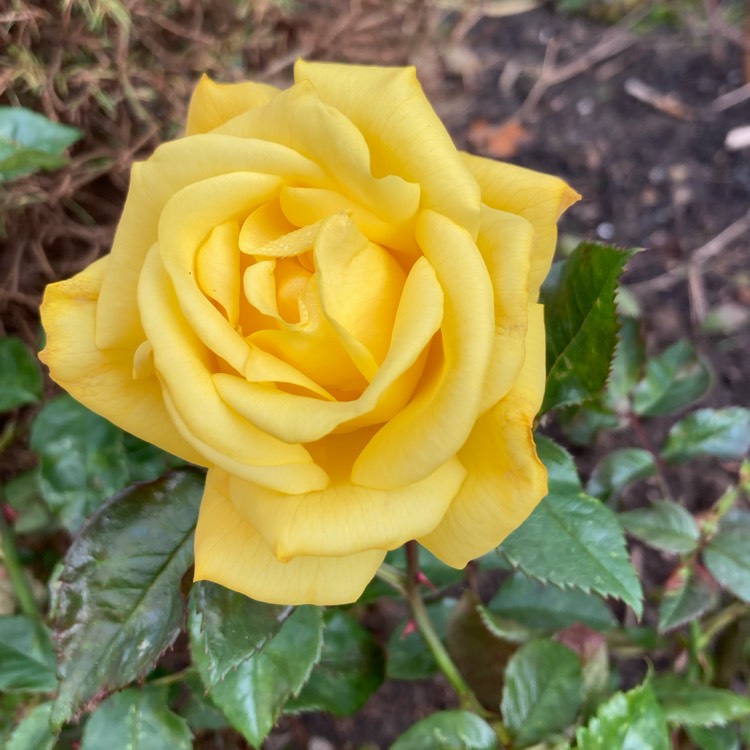 Plant image Rosa 'Golden Wedding'