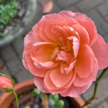 Rosa 'Sweet Dream'