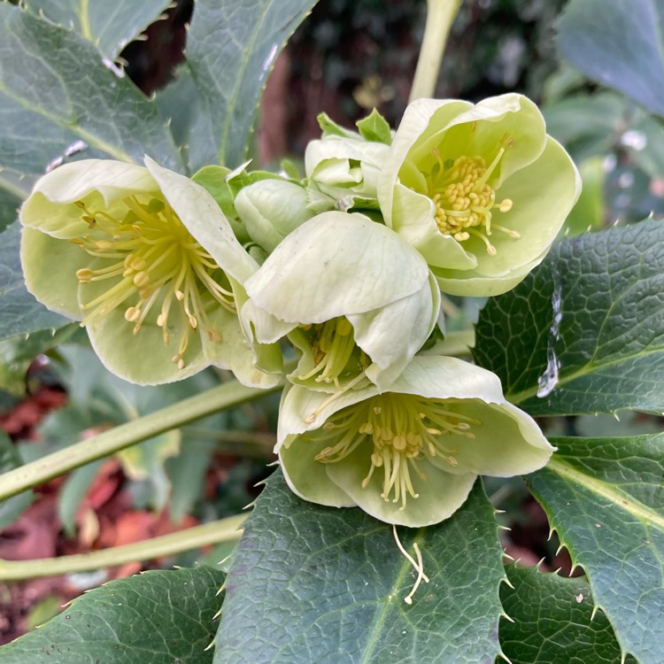 Plant image Helleborus foetidus