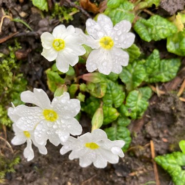 joanboston's plant