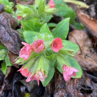 Lungwort 'Redstart'