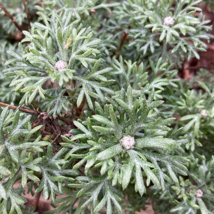 plant image 1730210