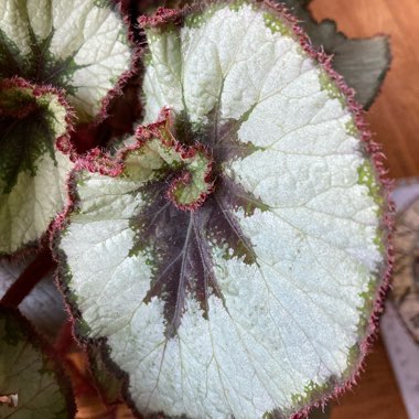 Rex Begonia 'Escargot'