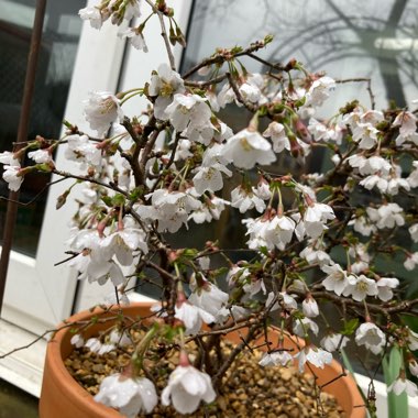 Flowering Cherry 'Kojo-no-mai'