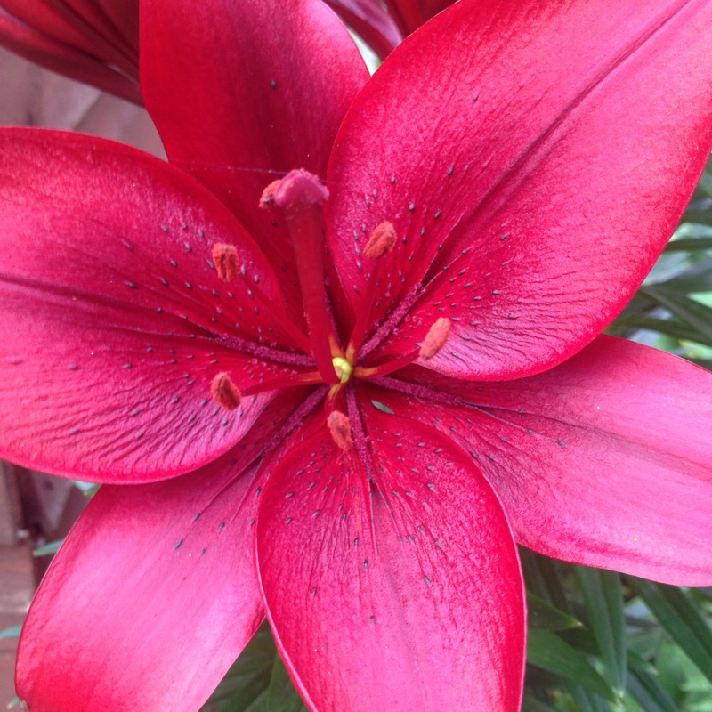 Plant image Lilium 'Black Out'