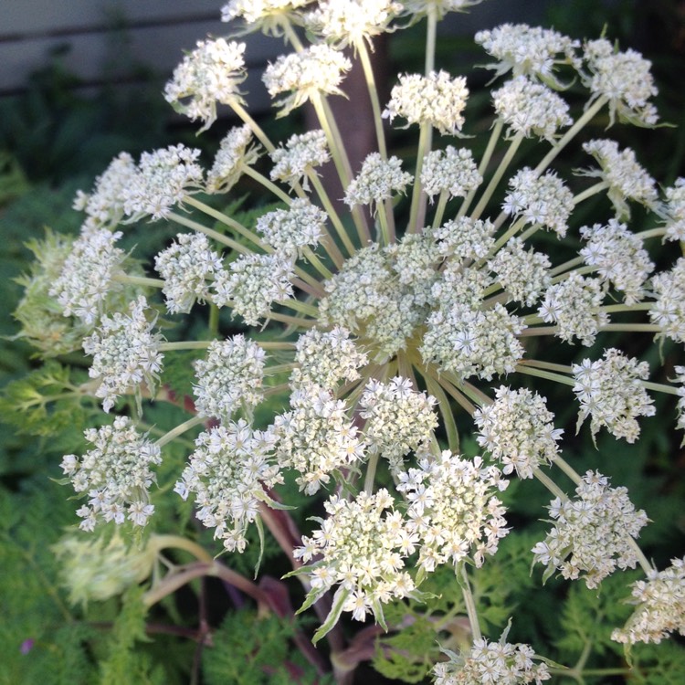 Plant image Selinum wallichianum syn. Selinum tenuifolium .