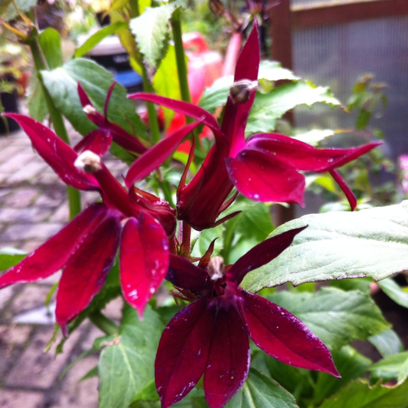 Lobelia x speciosa 'Fan Burgundy'