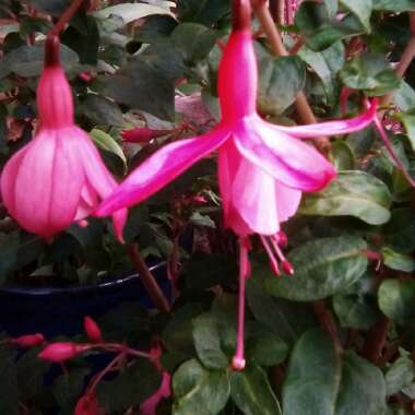 Fuchsia 'Shrimp Cocktail'